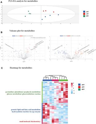 Proteomic and Metabolomic Analyses of Right Ventricular Failure due to Pulmonary Arterial Hypertension